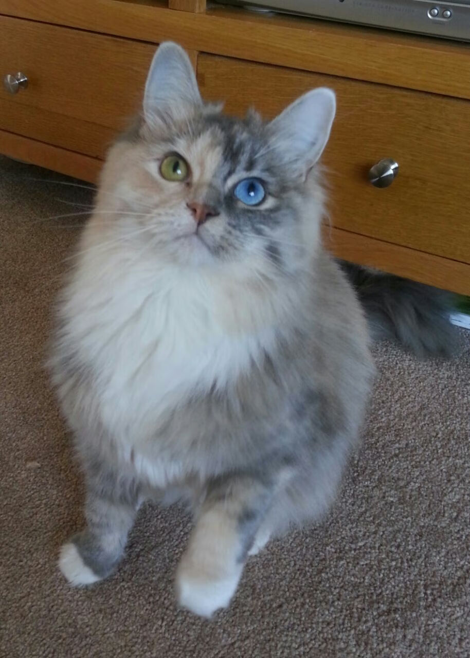 2025世俱杯赛程表-自由泳接力希腊展现集体默契，自由泳接力夺冠